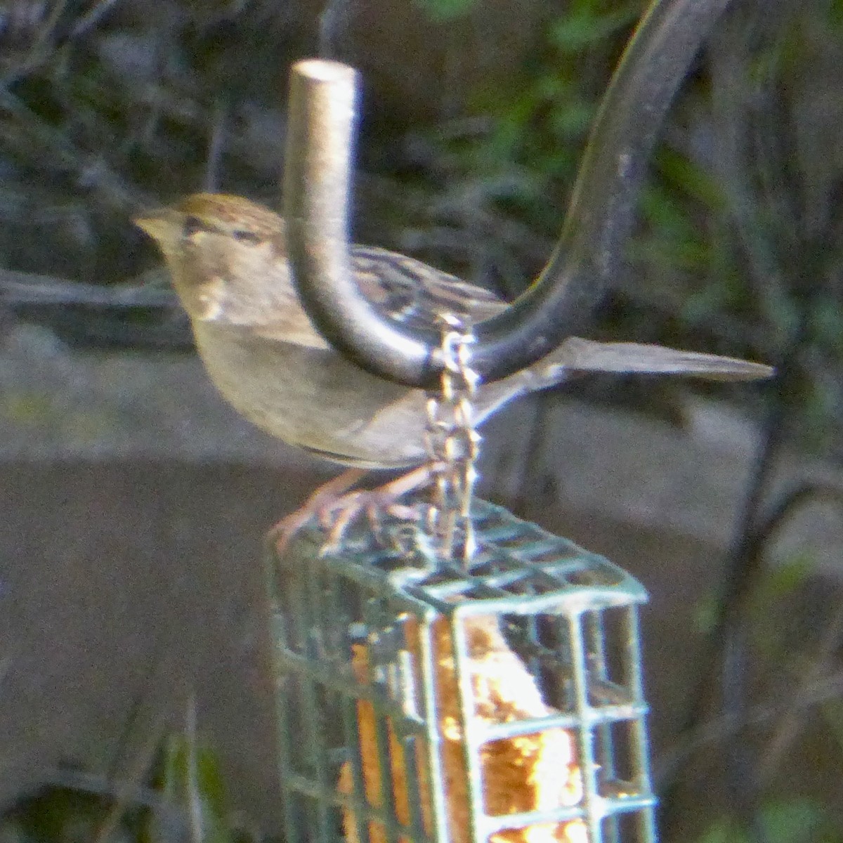 Golden-crowned Sparrow - ML645628891