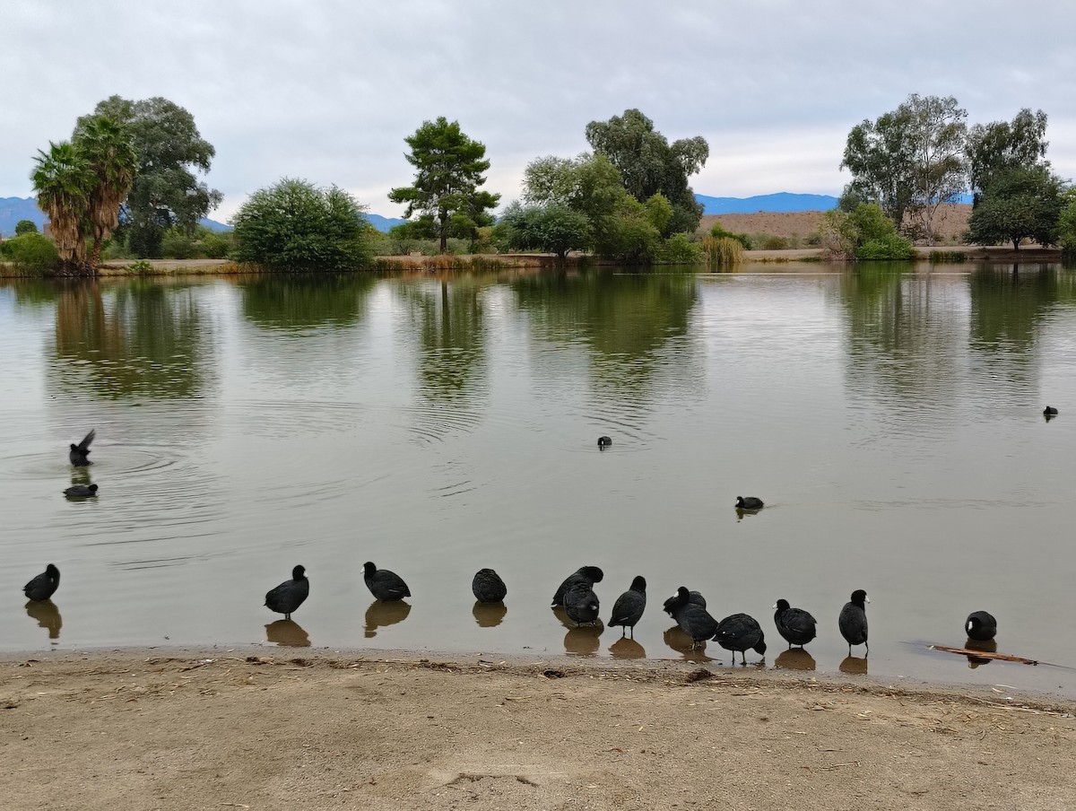 American Coot - ML645628892