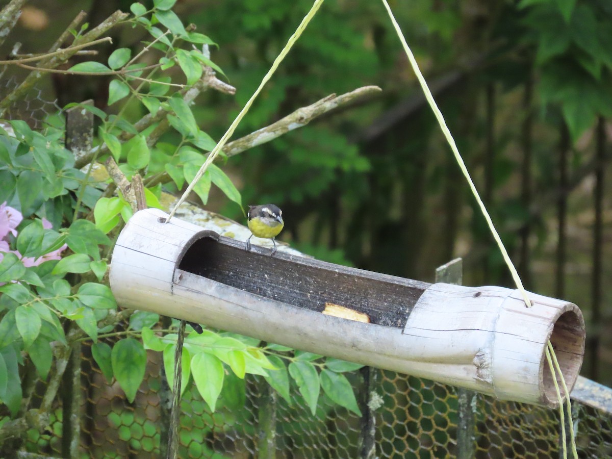 Bananaquit - ML645628893