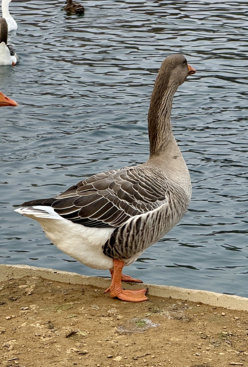 אווז אפור - ML645628895