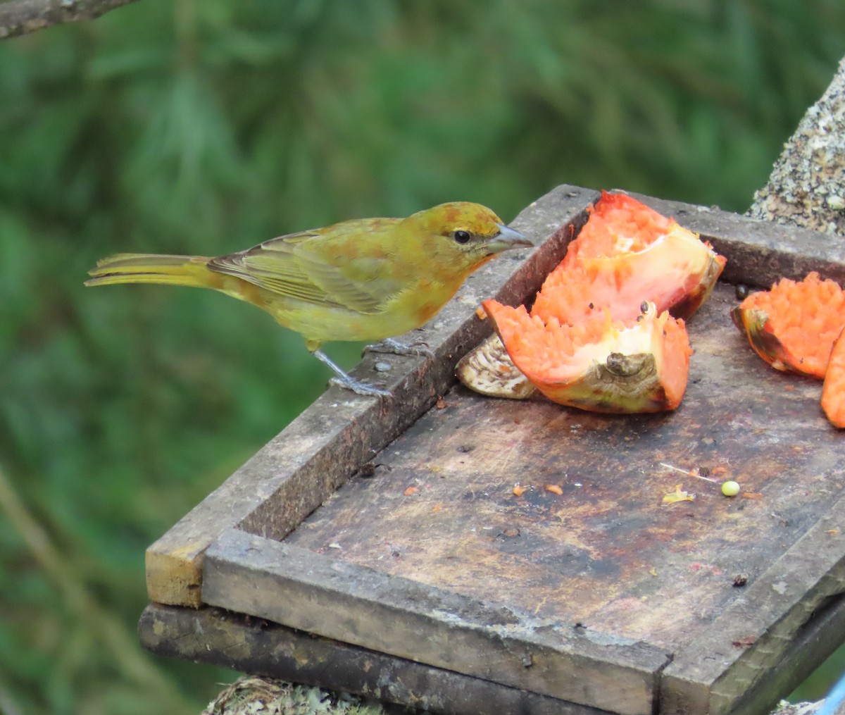 Hepatic Tanager - ML645628896