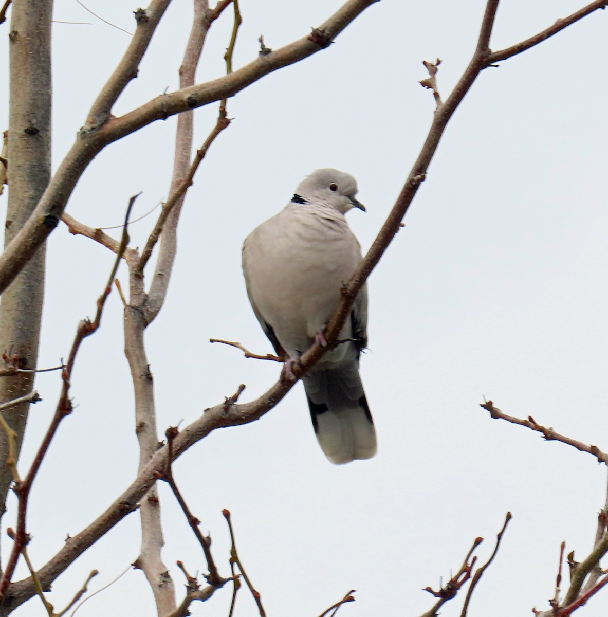 Eurasian Collared-Dove - ML645628897
