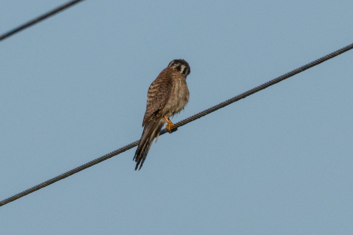 American Kestrel - ML645628898