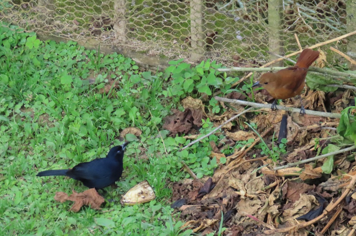 White-lined Tanager - ML645628901