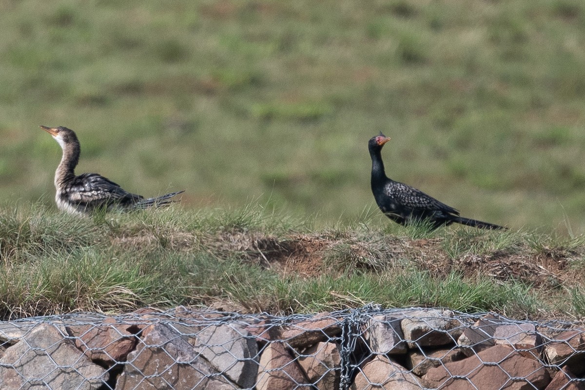 Reed Cormorant - ML645628902