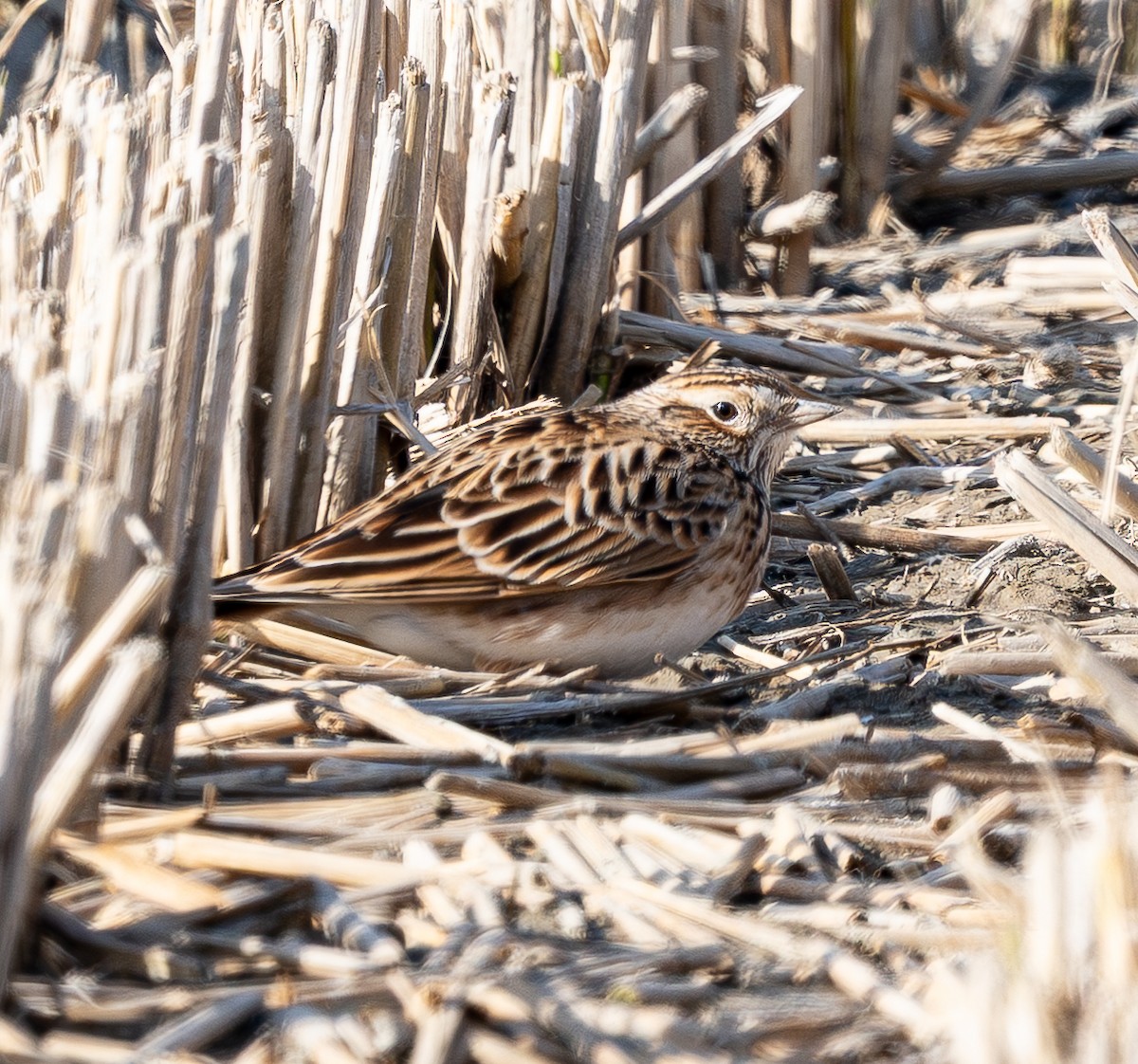 Eurasian Skylark - ML645628903