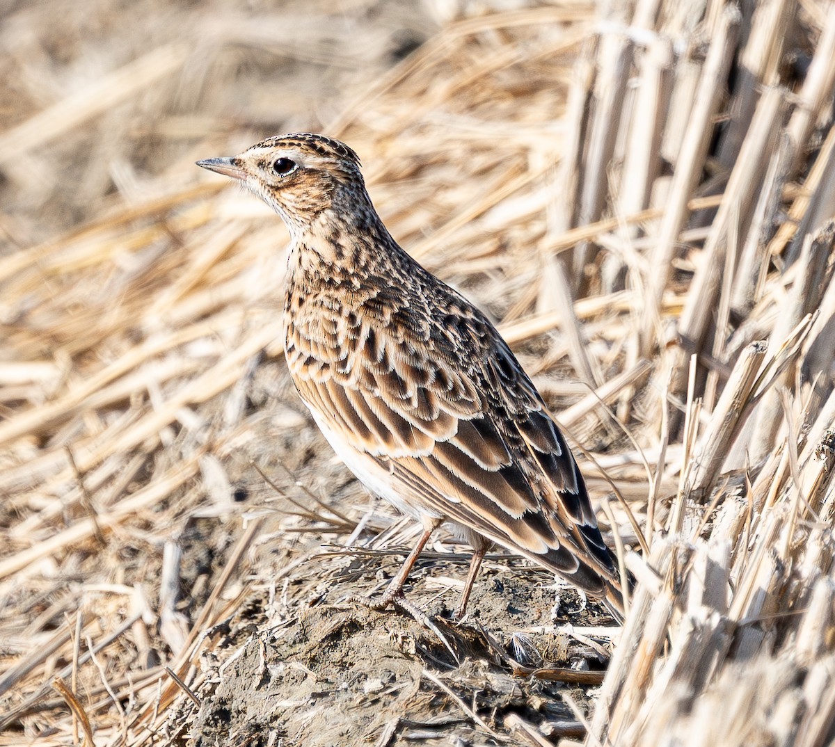 Eurasian Skylark - ML645628904