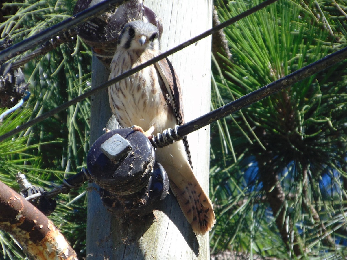 American Kestrel - ML645628906