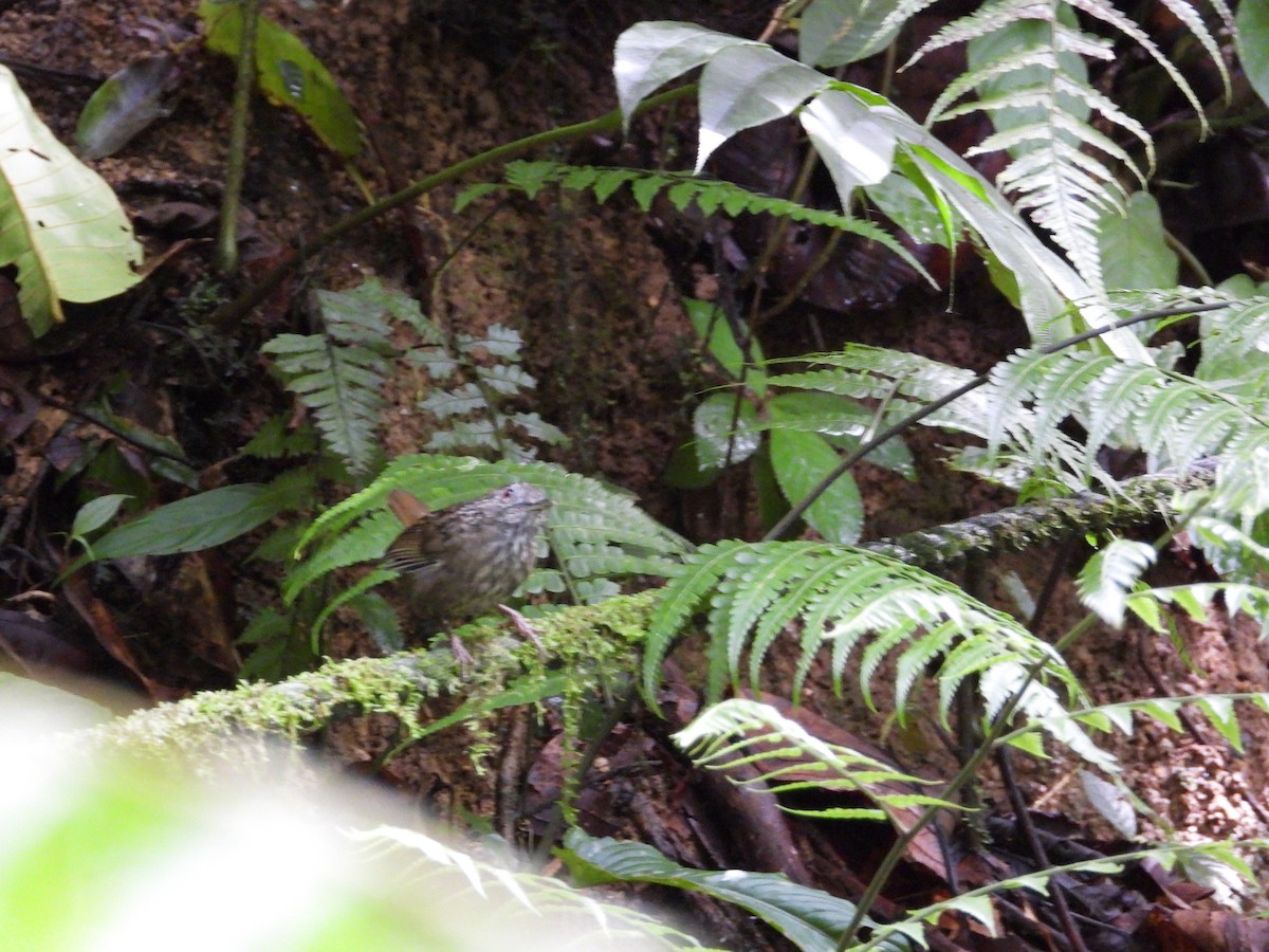 Streaked Wren-Babbler - ML645628907