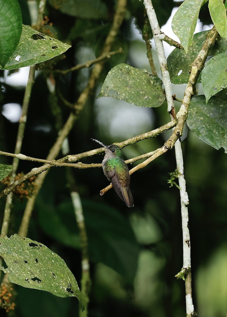 Bronze-tailed Plumeleteer - ML645628911