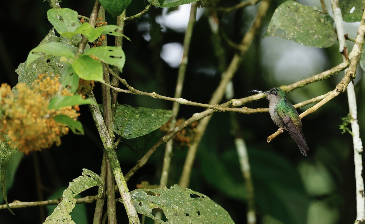 Bronze-tailed Plumeleteer - ML645628912