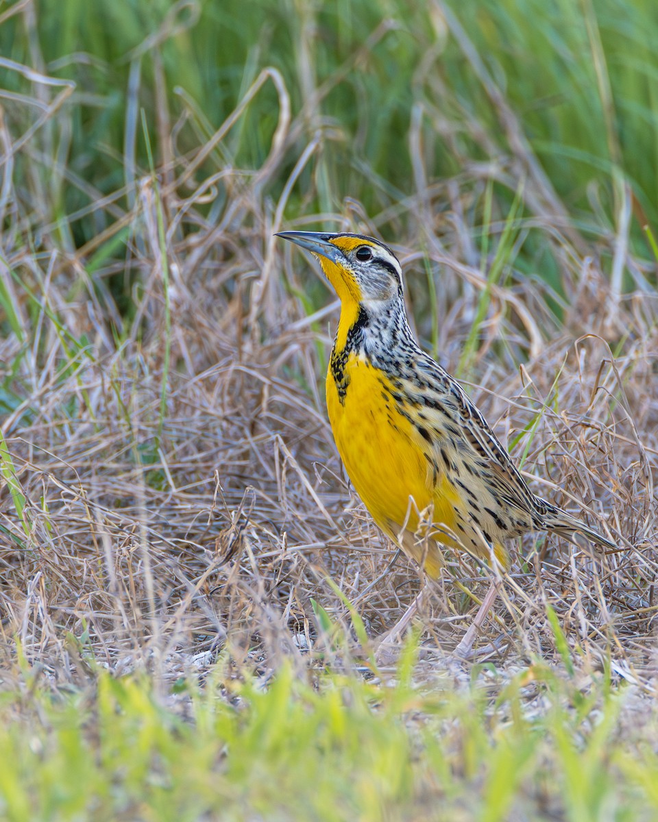 Eastern Meadowlark - ML645628917