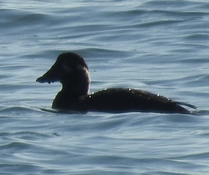 Surf Scoter - ML645628919