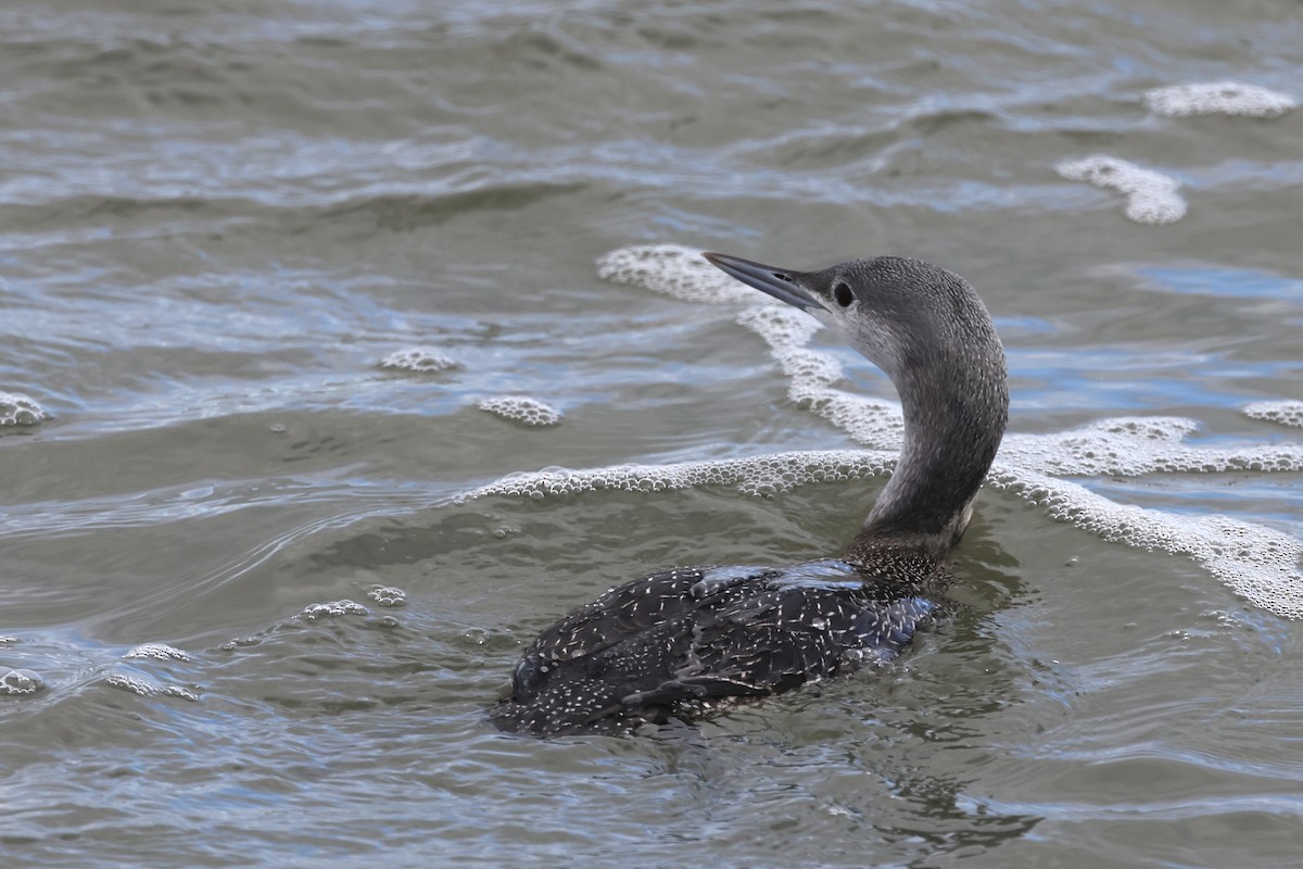 紅喉潛鳥 - ML645628923