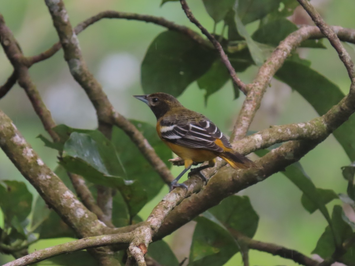 Балтиморский трупиал - ML645628924