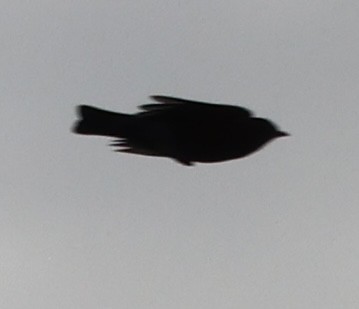 Zozo papargorria - ML645628925