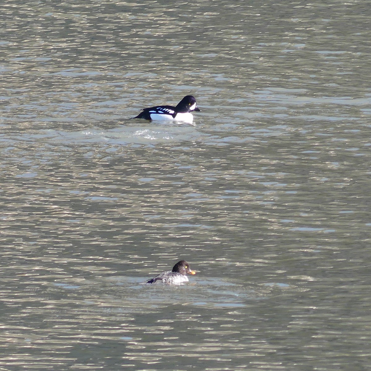 Barrow's Goldeneye - ML645628927