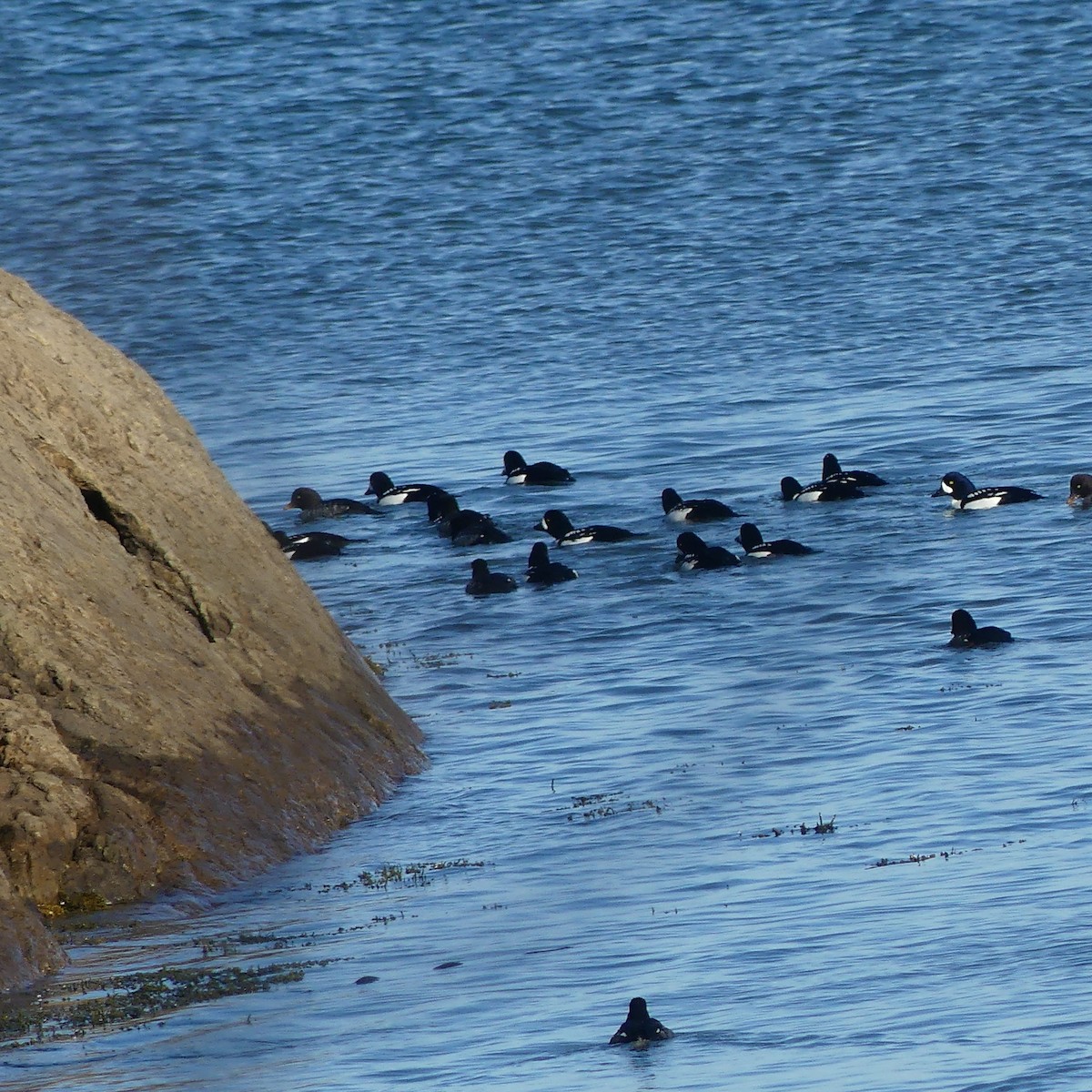 Barrow's Goldeneye - ML645628928