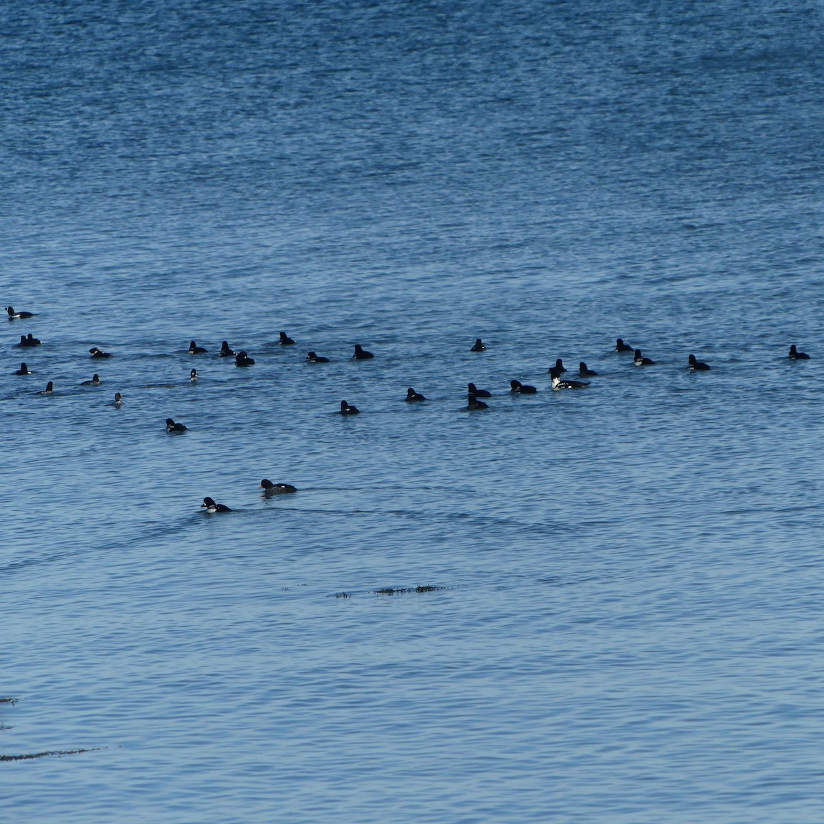 Barrow's Goldeneye - ML645628929
