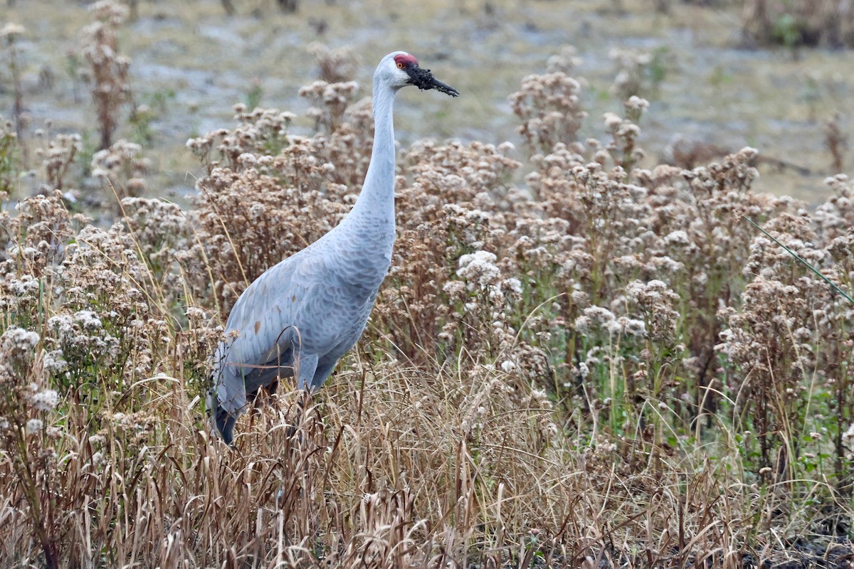Sandhill Crane - ML645628939