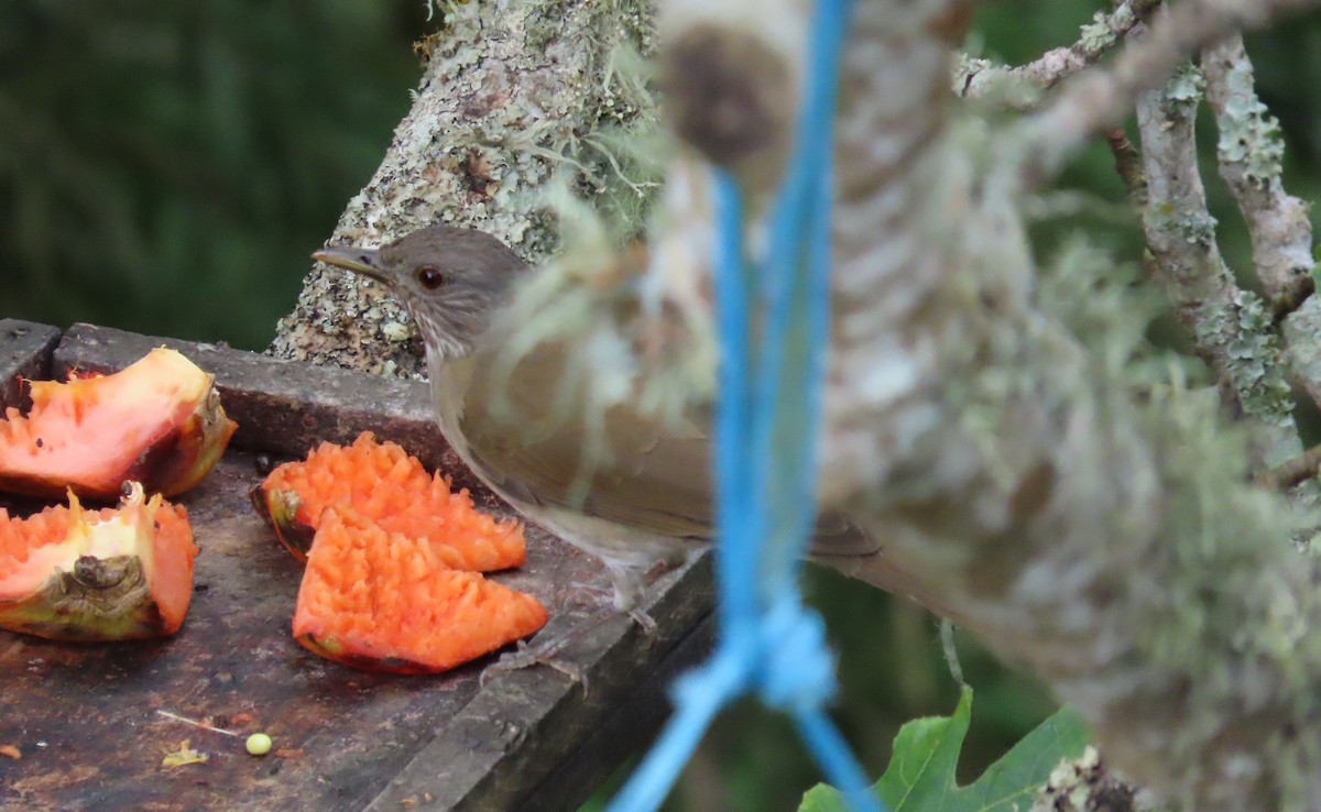 Pale-breasted Thrush - ML645628955