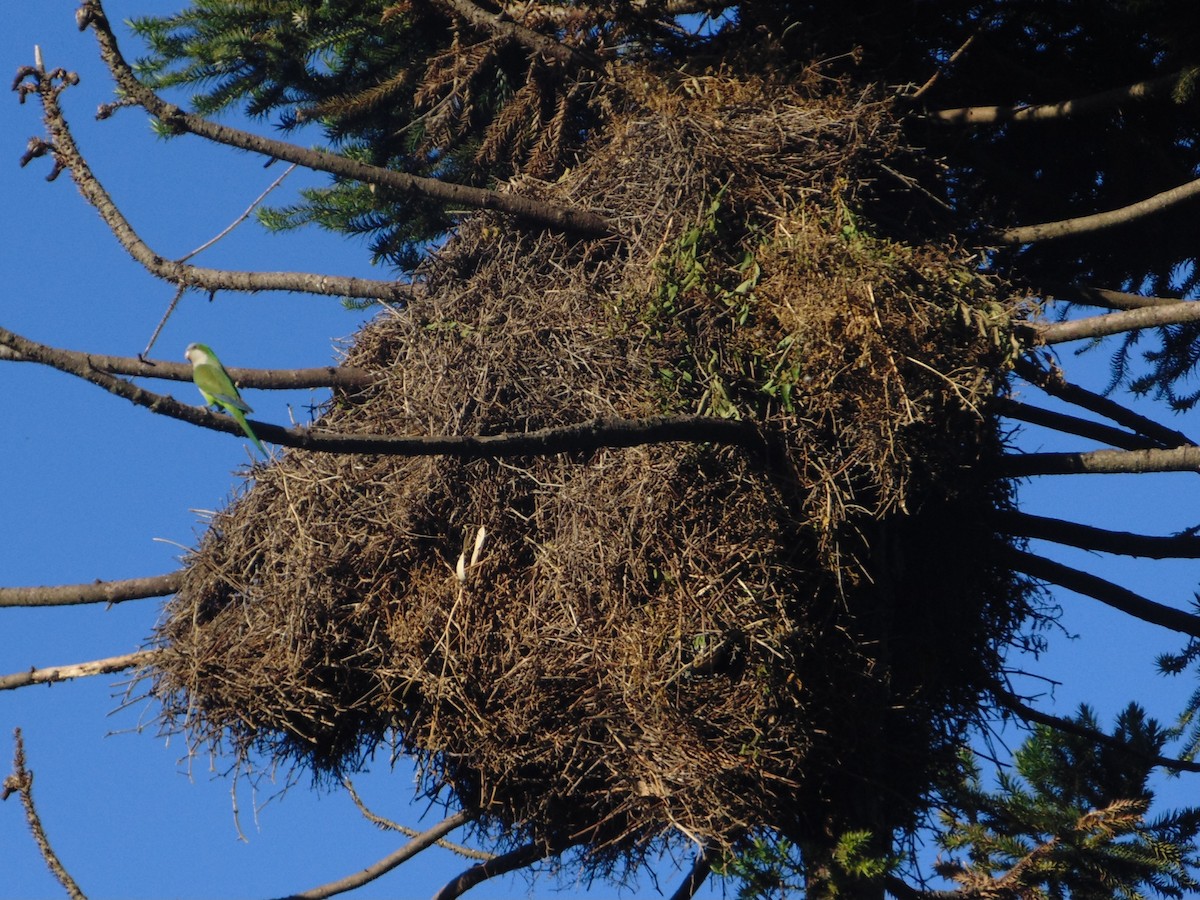 Mönchssittich - ML645628957