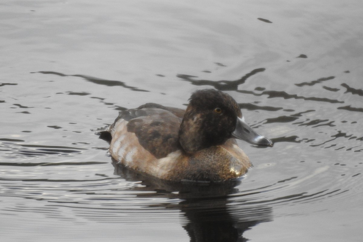 duck sp. - ML645628959