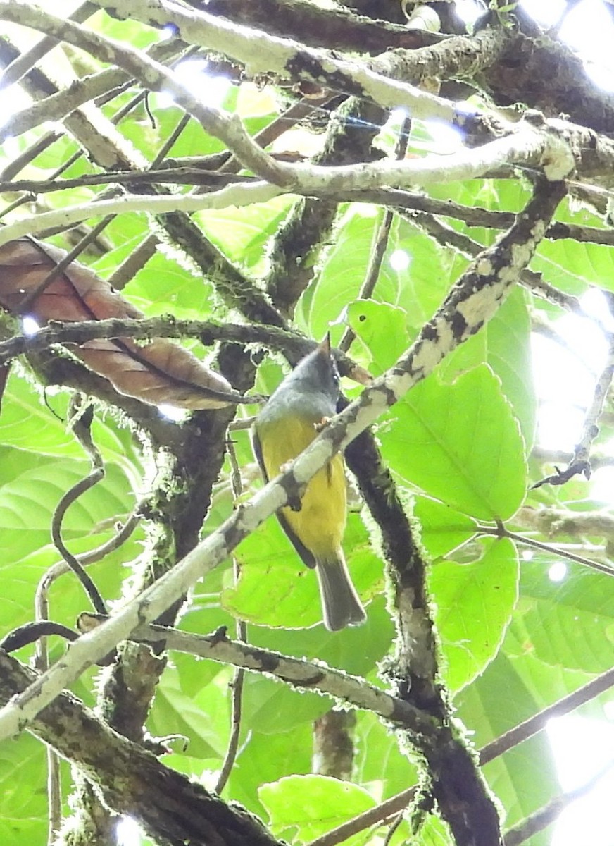 Сероголовая комароловка - ML645628962