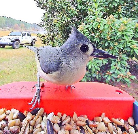 Tufted Titmouse - ML645628966