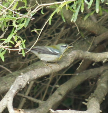 Northern Parula - ML645628982