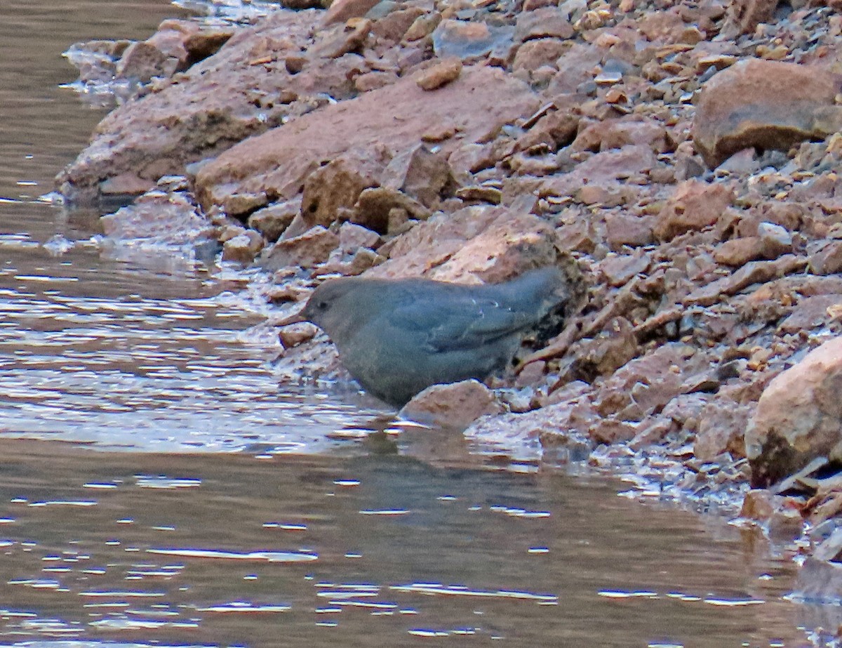 Ur-zozo iparramerikarra - ML645628985