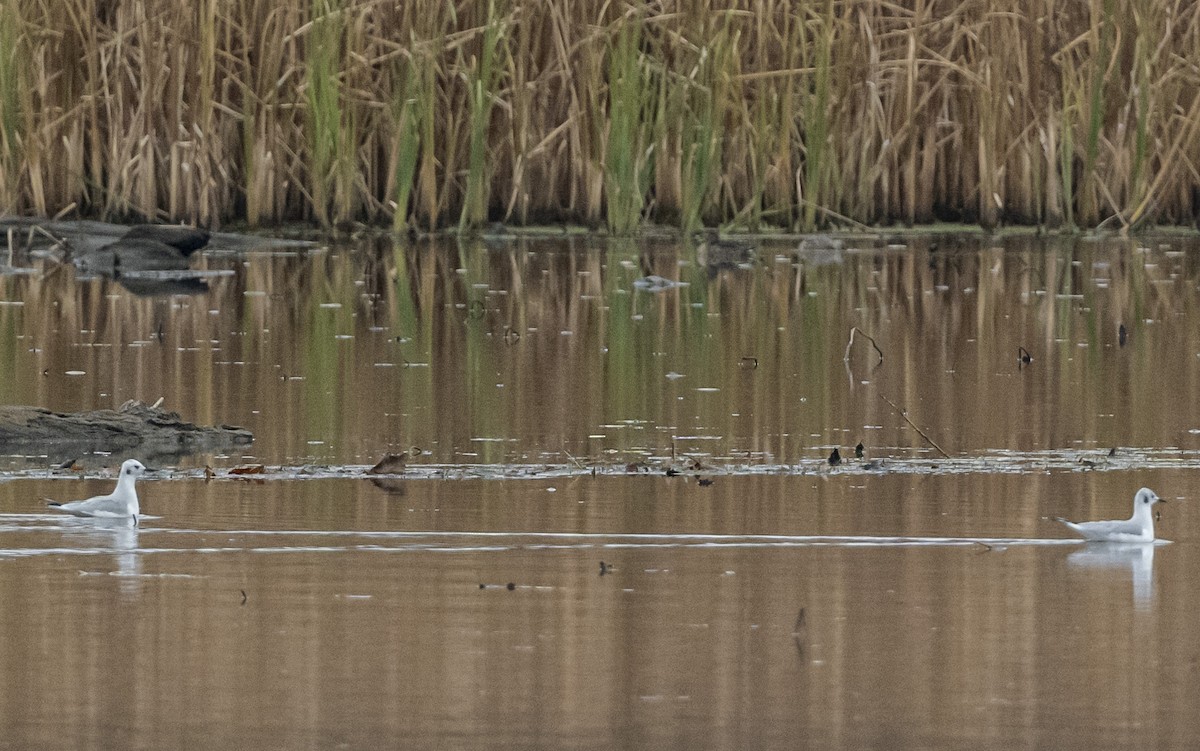 Bonaparte's Gull - ML645628992