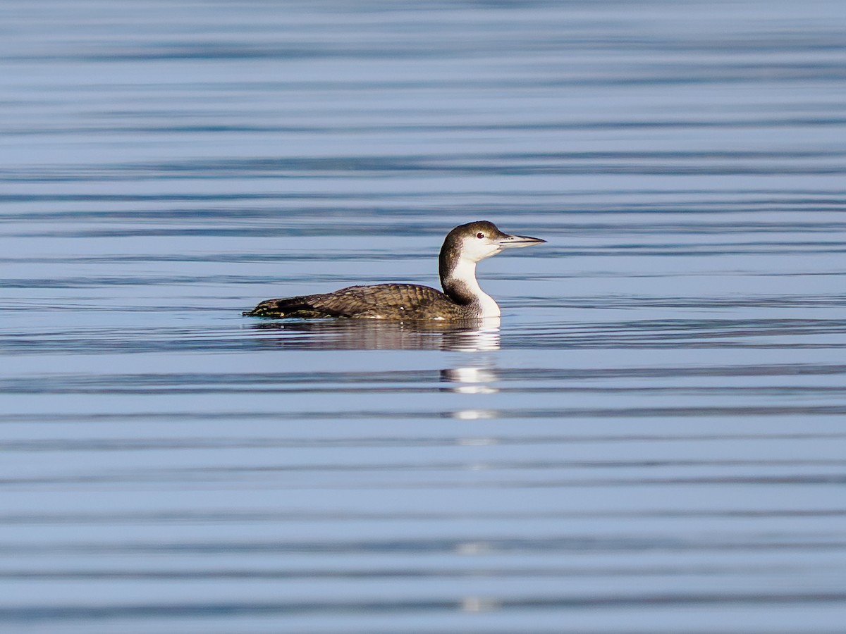 potáplice lední - ML645628995