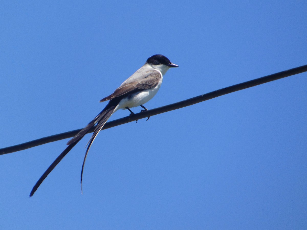 Fork-tailed Flycatcher - ML645629007