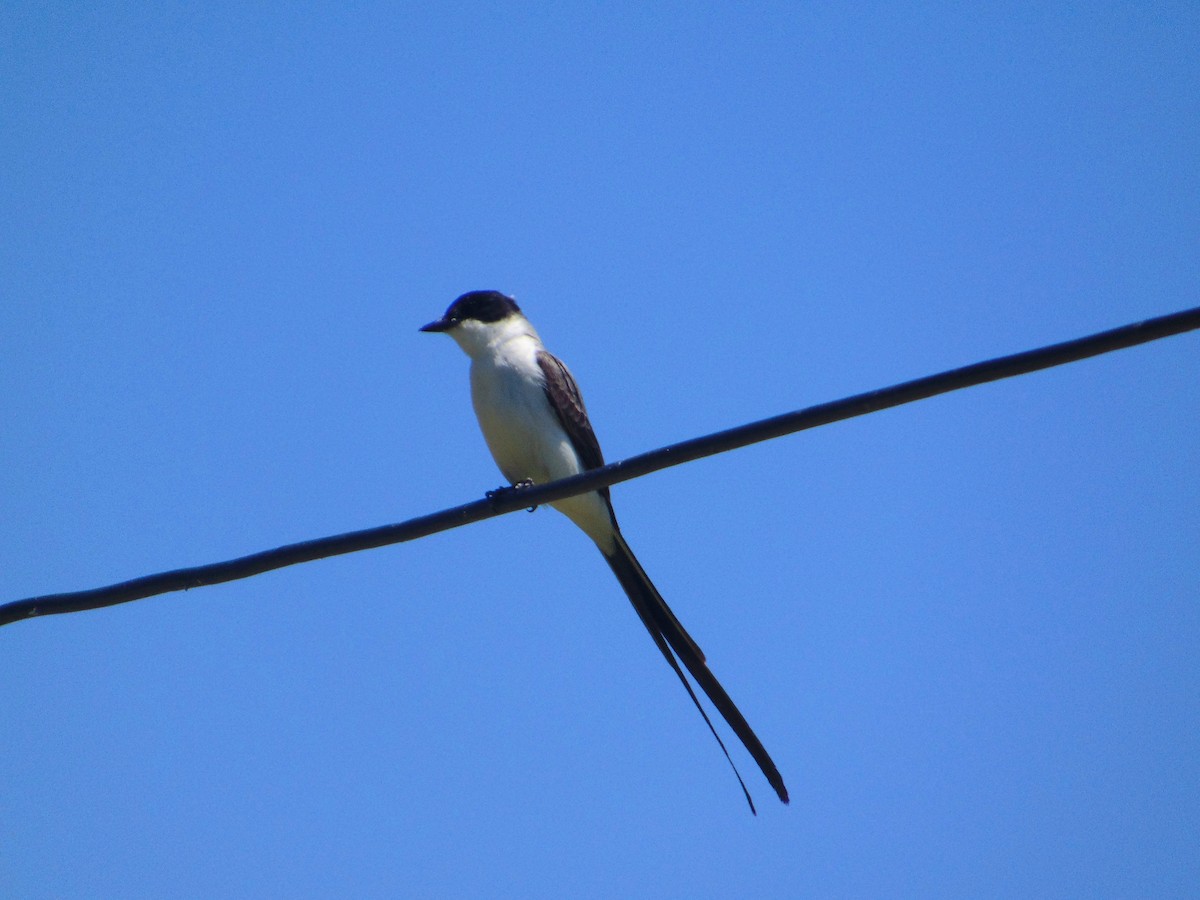 Fork-tailed Flycatcher - ML645629008