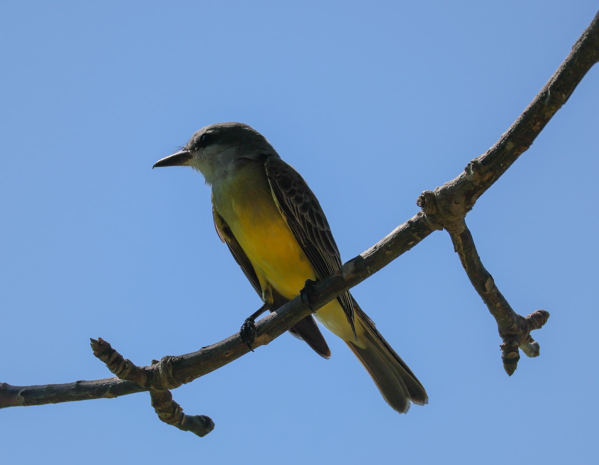 Sosyal Tiran [texensis grubu] - ML645629017