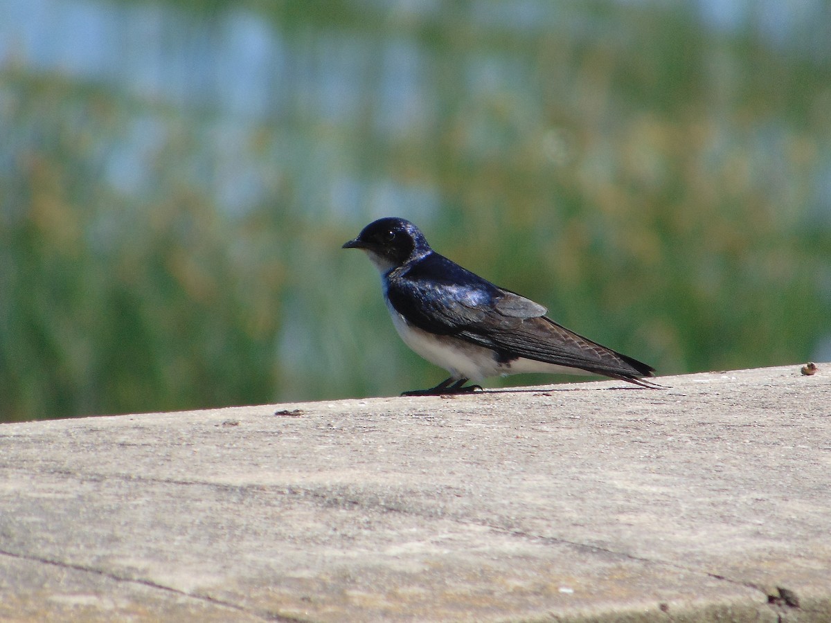 Gray-breasted Martin - ML645629024