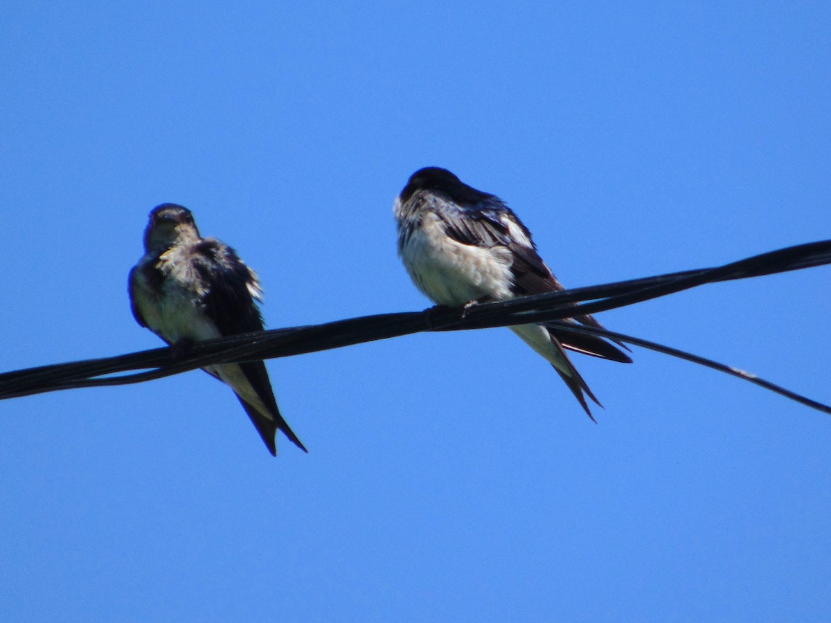 Gray-breasted Martin - ML645629025