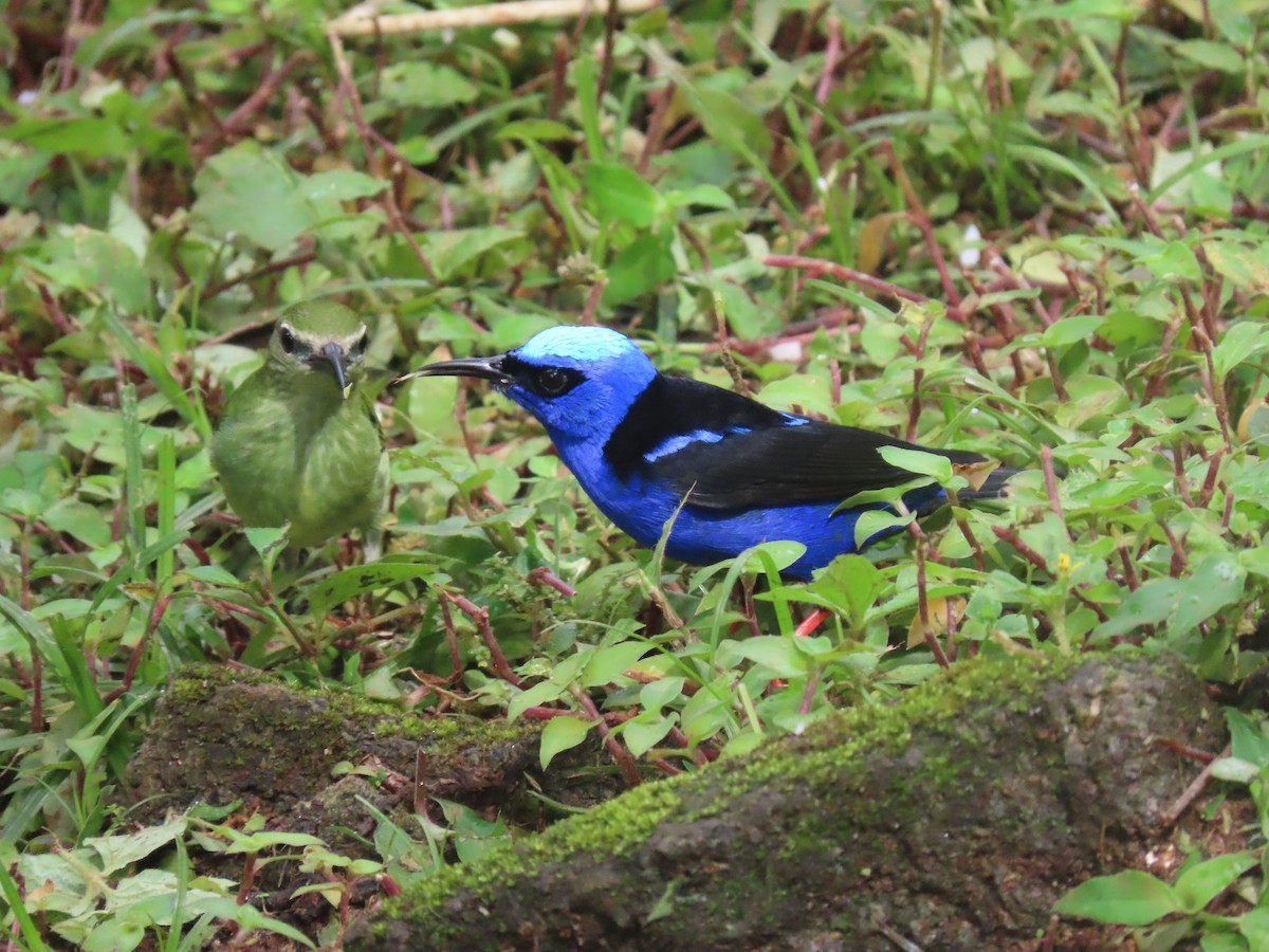 Красноногий саи - ML645629027