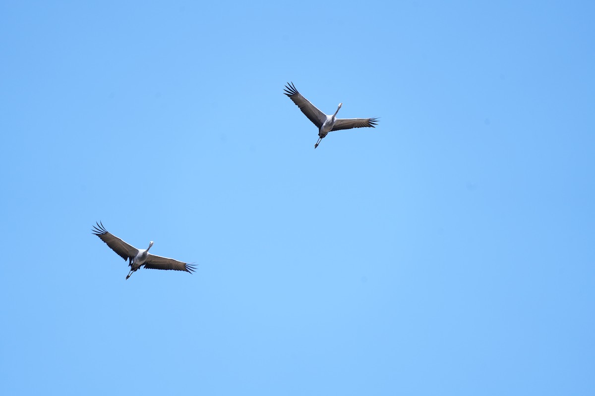 Blue Crane - ML645629029