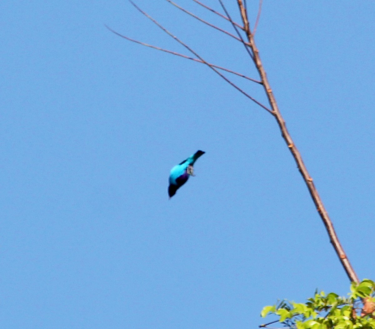 Turquoise Cotinga - ML645629031