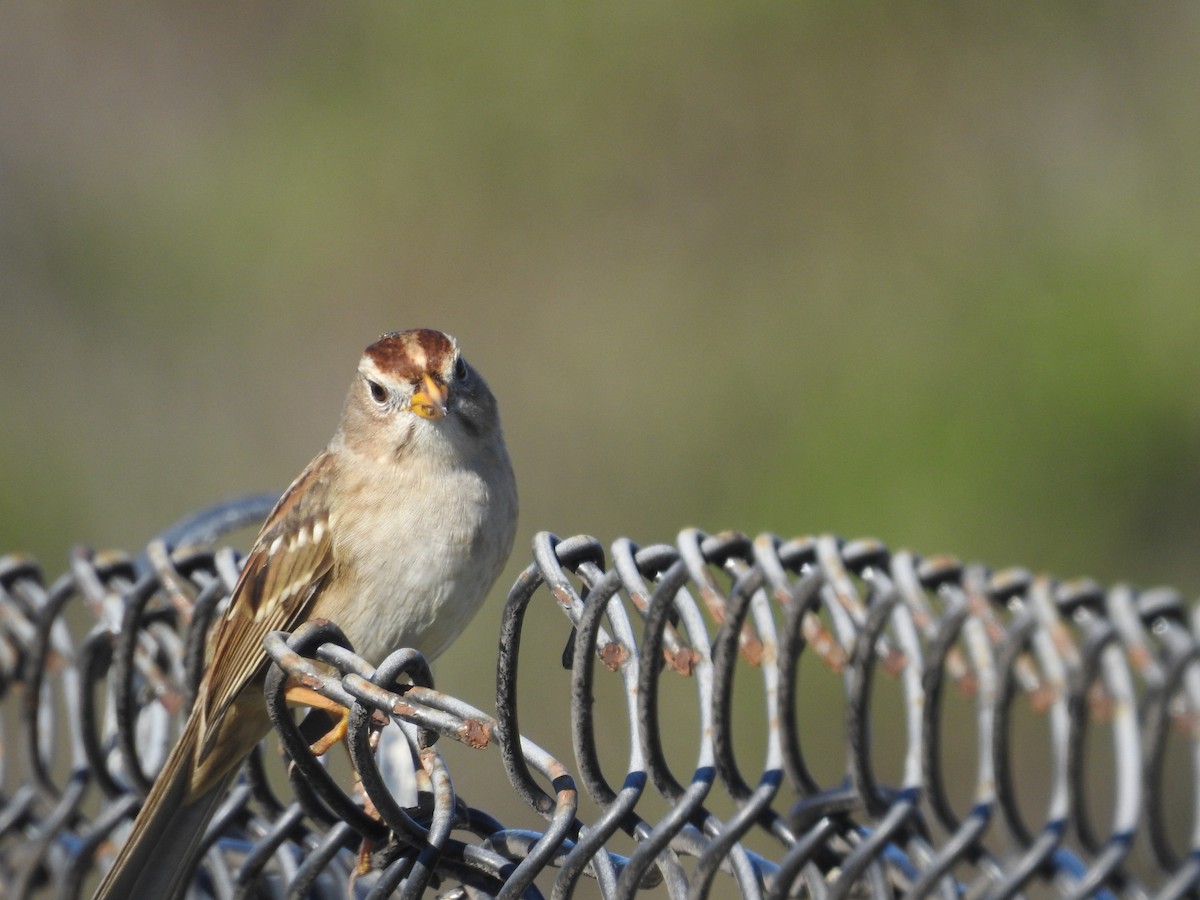 White-crowned Sparrow - ML645629032