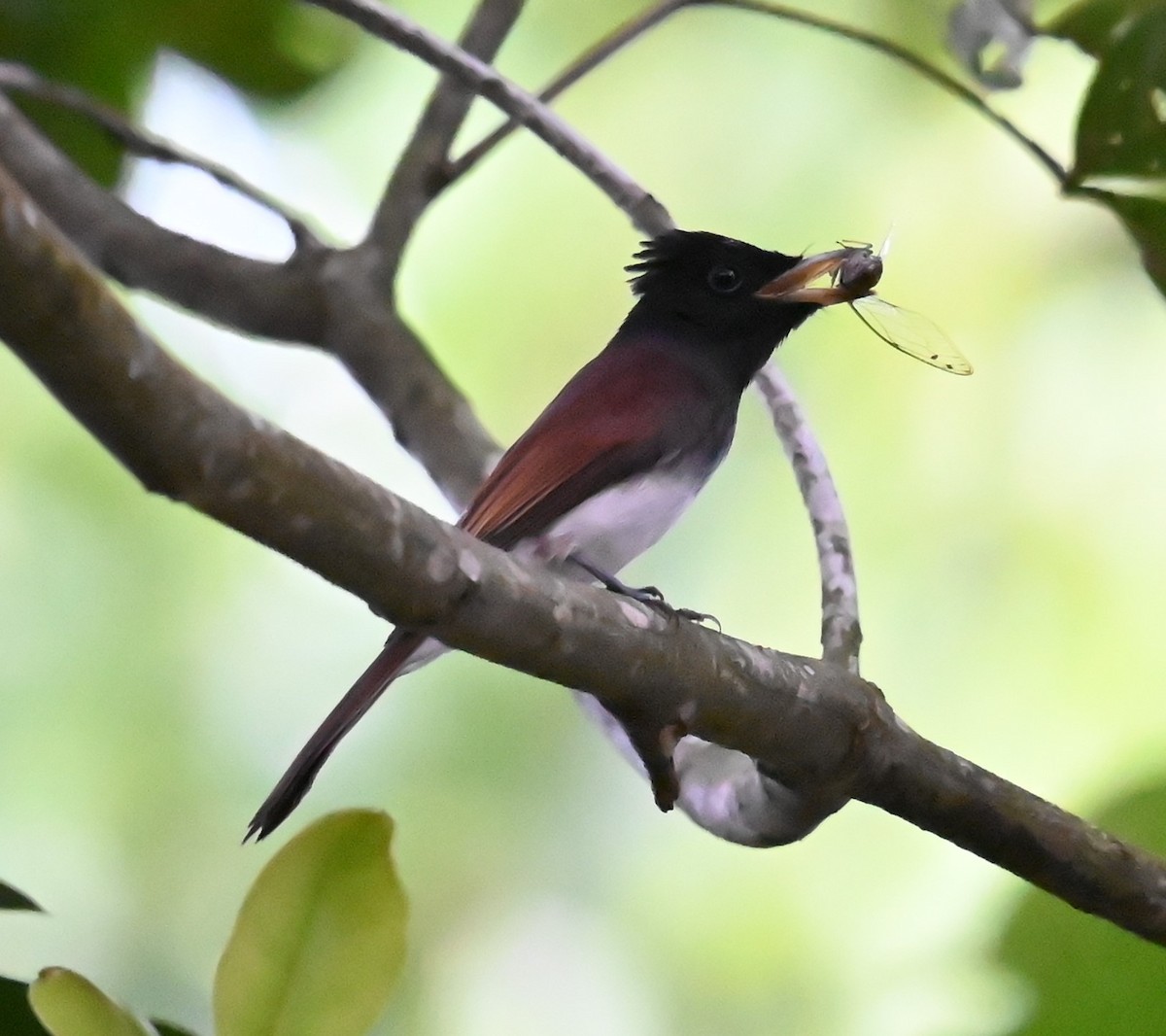 紫綬帶 - ML645629037