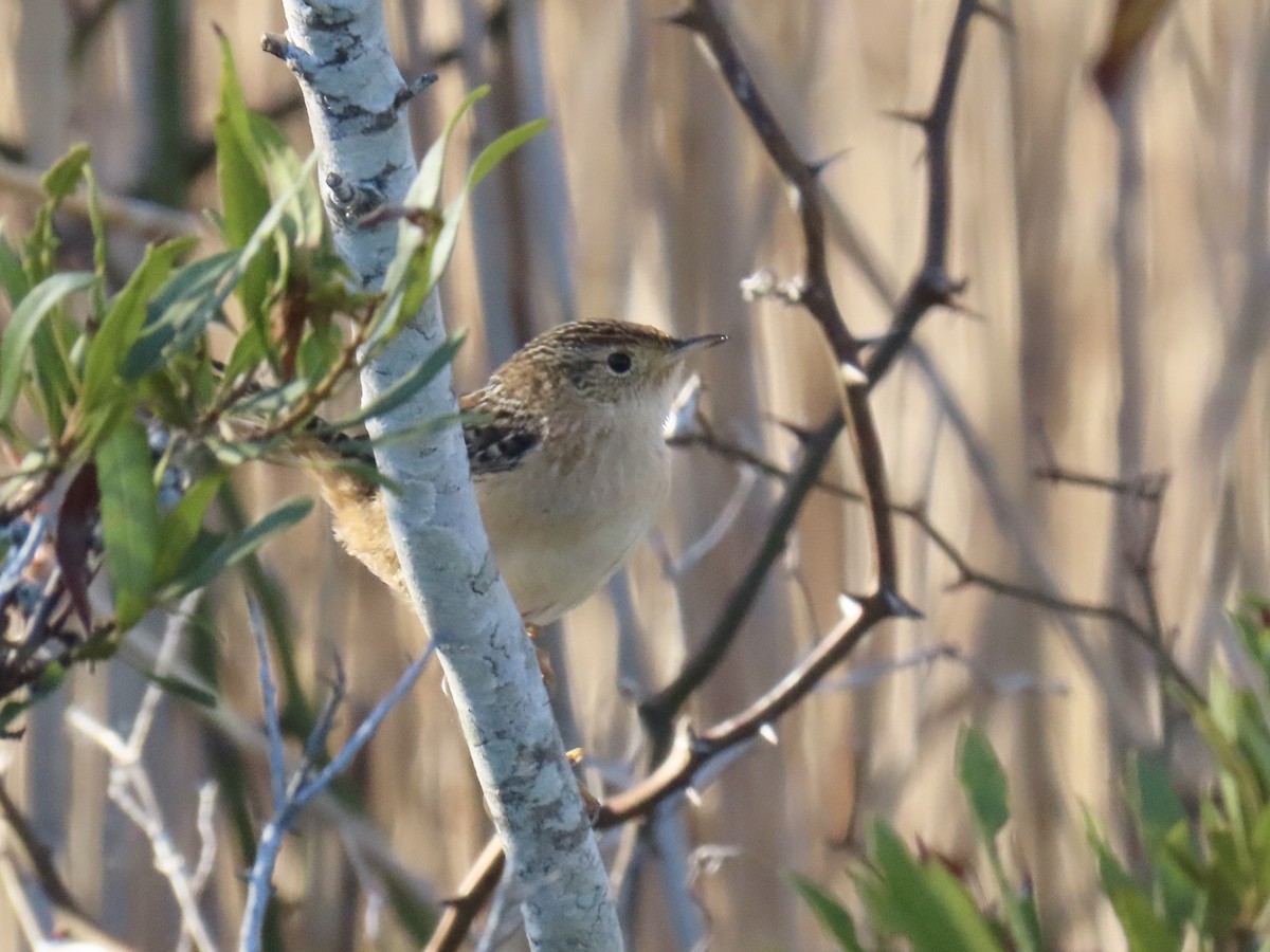 Sedge Wren - ML645629046