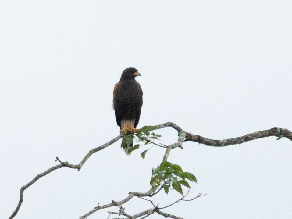 Harris's Hawk - ML645629049