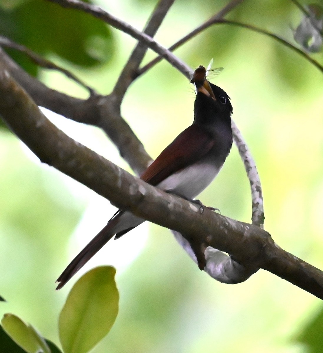 紫綬帶 - ML645629051