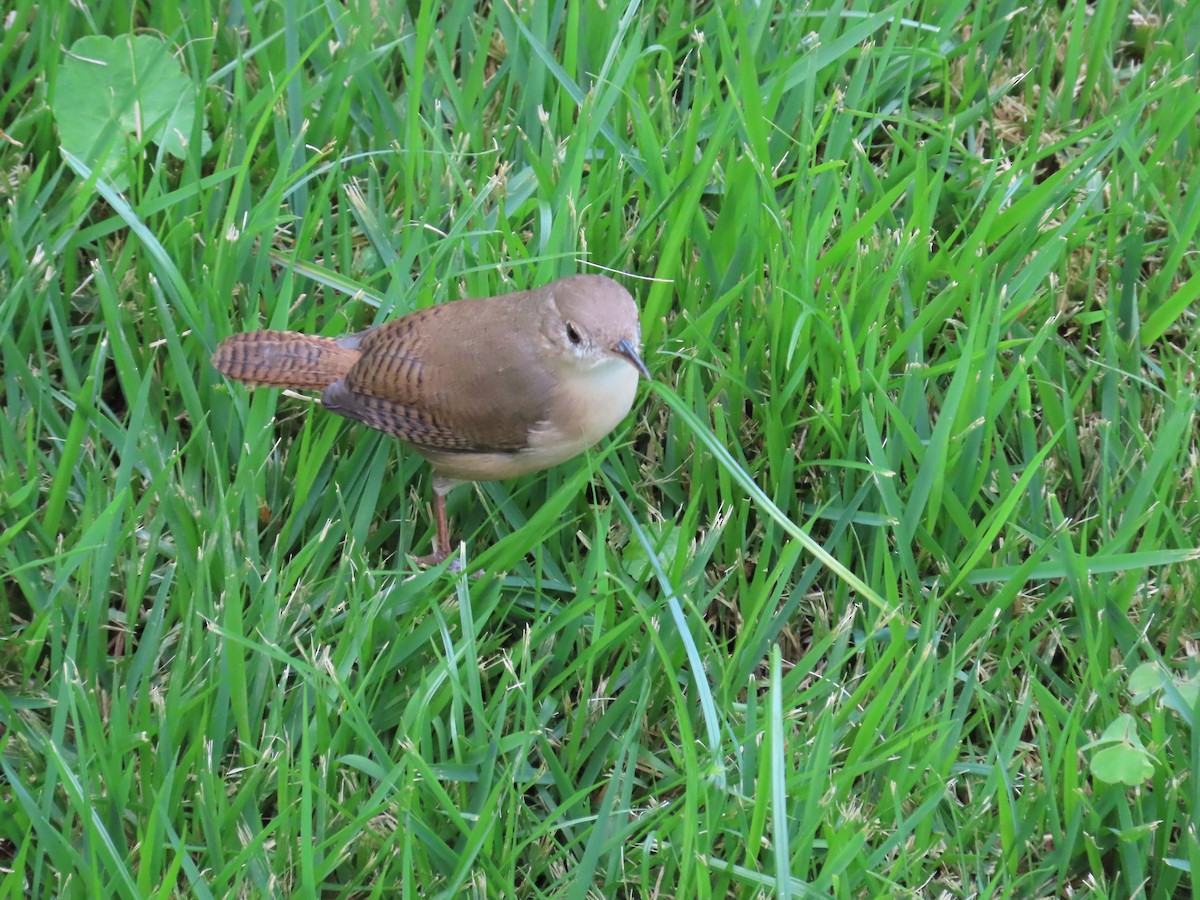 Southern House Wren - ML645629053