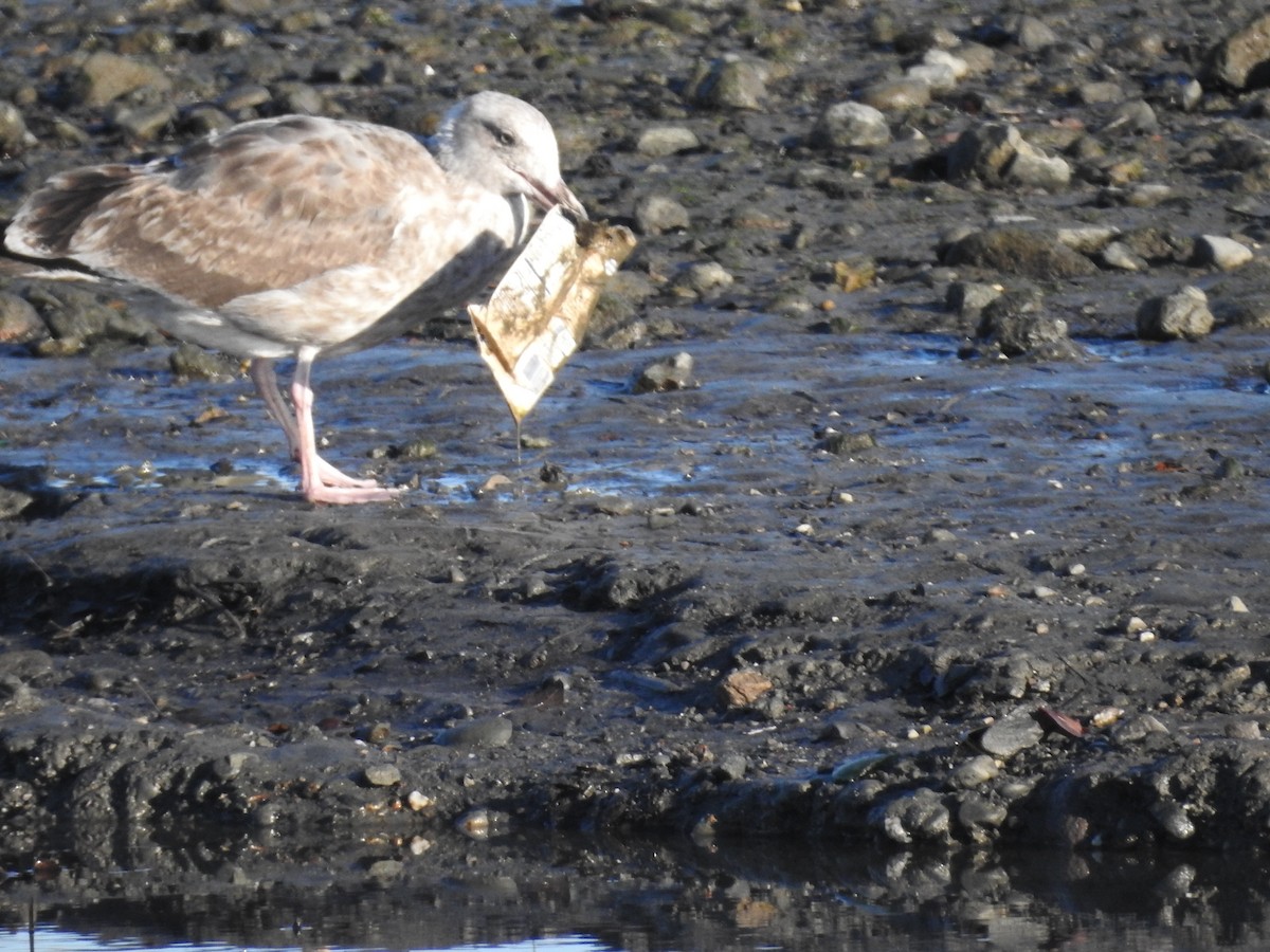 Западная чайка - ML645629054