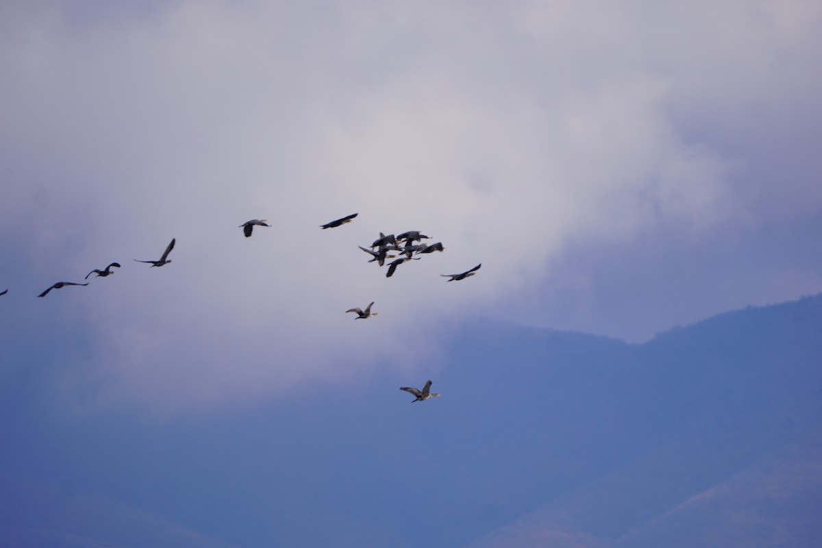 Double-crested Cormorant - ML645629055