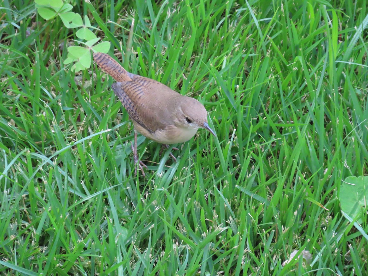 Southern House Wren - ML645629056